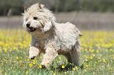 CAIRN TERRIER 273